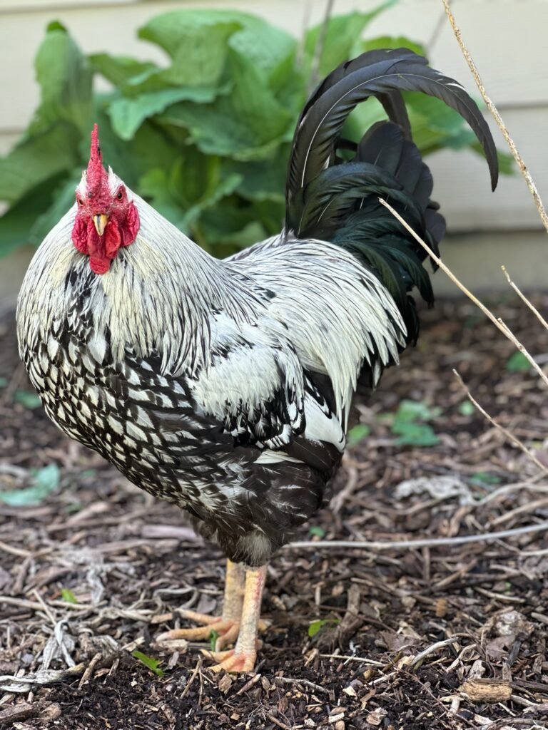 Silver Laced Wyandotte 